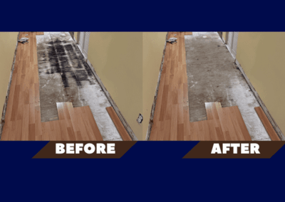 Mold Remediation Clearwater Florida