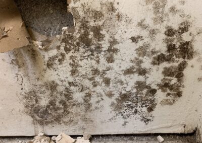 Mold Remediation Clearwater Florida