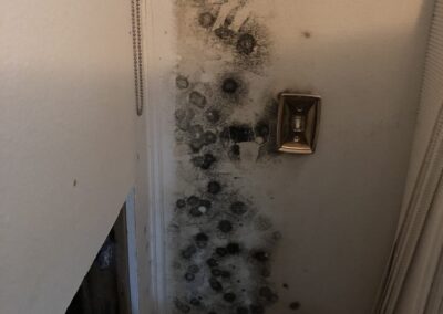 Mold Remediation Clearwater Florida