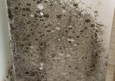 Mold Remediation Clearwater Florida