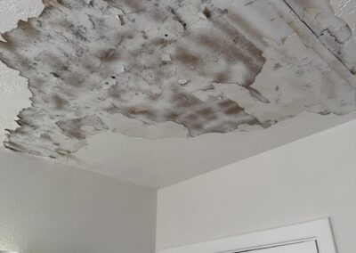 Mold Remediation Clearwater Florida