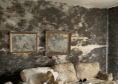 Mold Remediation Clearwater Florida