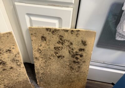 Mold Remediation Clearwater Florida