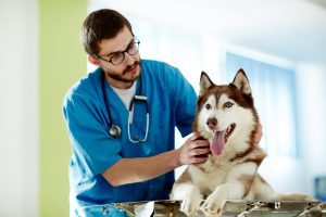 Mold Remediation For Animal Hospitals in Clearwater Florida